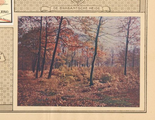 Heath landscape in Brabant