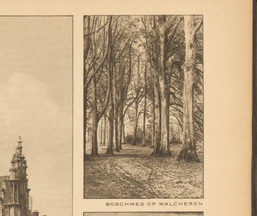 View of a forest path on Walcheren, Zeeland