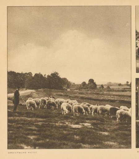 Flock of Sheep on the Heath in Drenthe