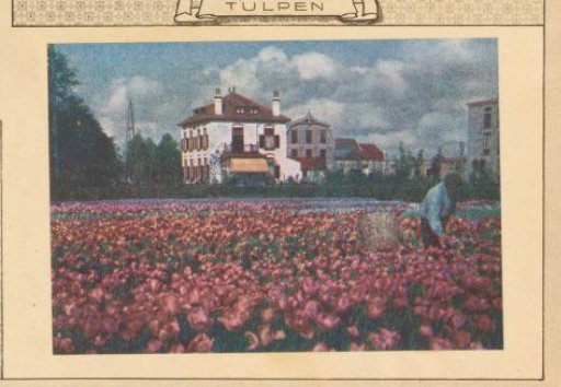 View of a Tulip Field