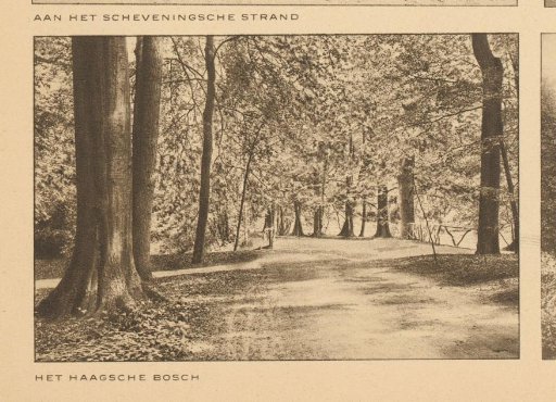 View of the Haagse Bos