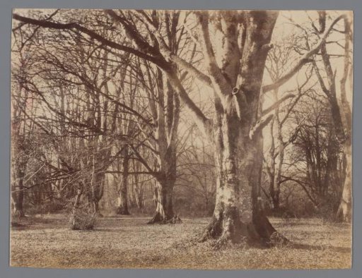 View of Bare Trees in a Forest or Park in Autumn or Winter, Morte Ash (?)