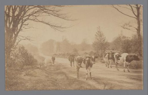 Landscape with cows on the road