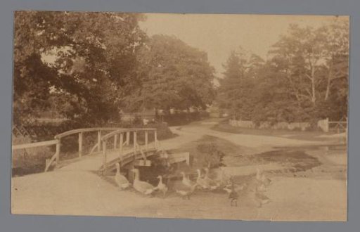 View of a Dozen Geese Before a Bridge in a Rural Setting