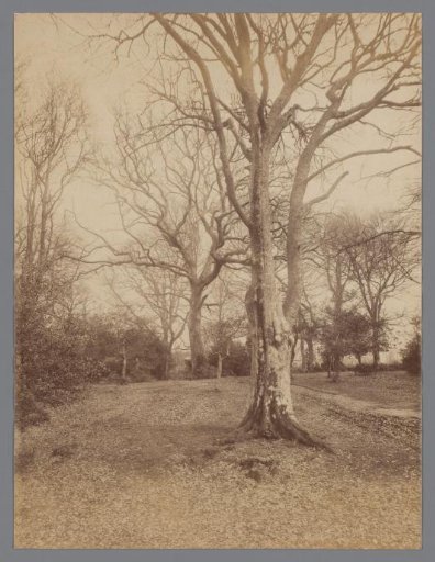 Landscape with Bare Trees