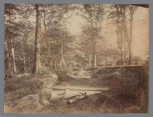 Forest Landscape