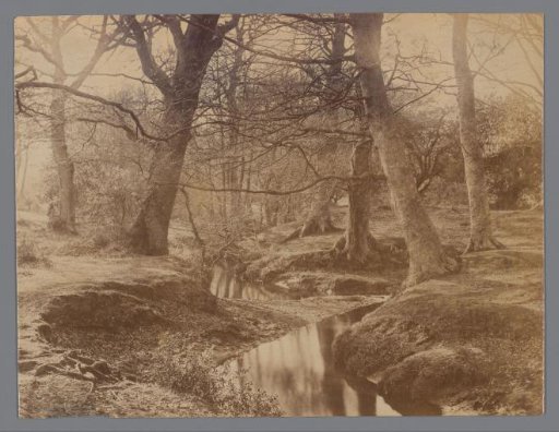 Forest with a Meandering Stream