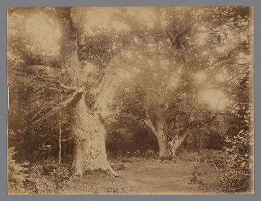 Landscape with Trees and a Path