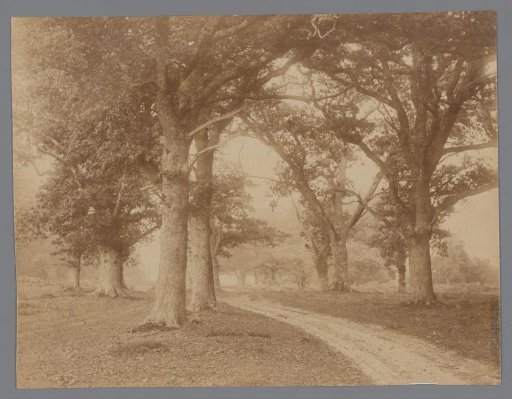 Landscape with a Path and Trees on Both Sides