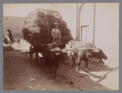 Hay Wagon with an Ox Team and a Driver Standing on the Wagon