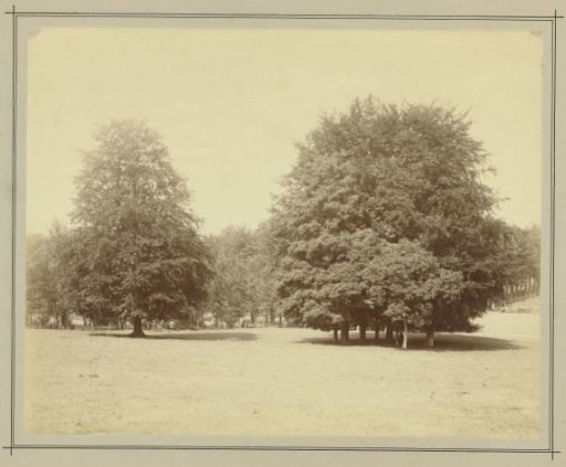 Large Leafy Trees on a Grass Field