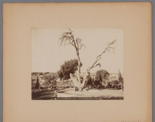Abraham's Oak, Mamre, Palestine