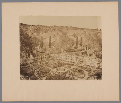 Garden of Gethsemane, Mount of Olives near Jerusalem, Palestine.