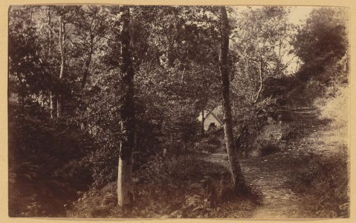 Forest with a house roof, Sulby Glen, Isle of Man, United Kingdom