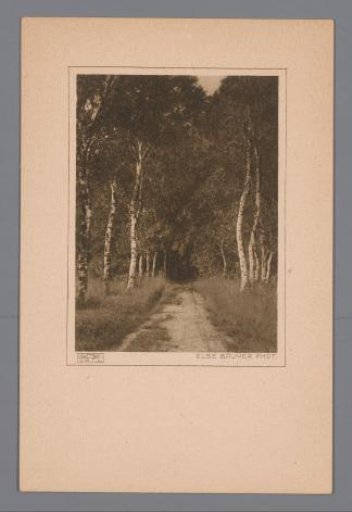 Abandoned road with birch trees on both sides, Germany [?]