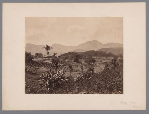Paddy Fields