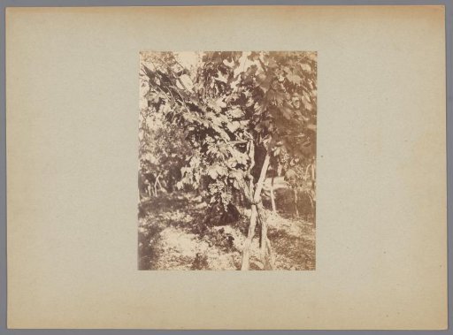 Grape Vine, Terni, Umbria, Italy
