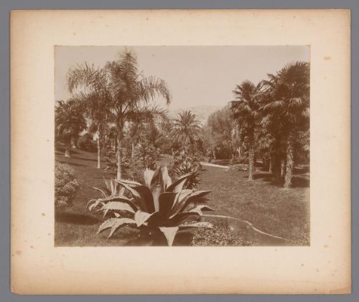 Landscape with tropical vegetation such as palms