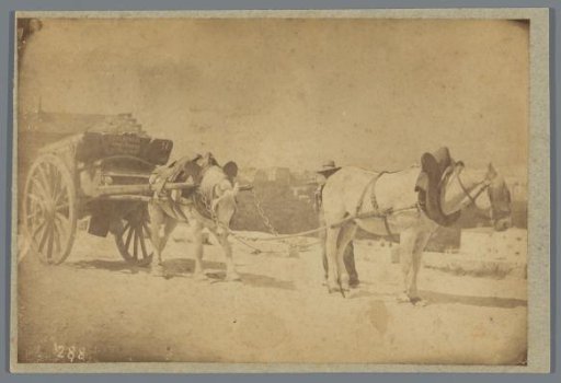 Horses for a cart, France