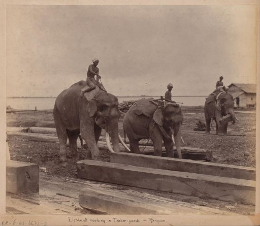 Working elephants in timber yards, Yangon, Myanmar