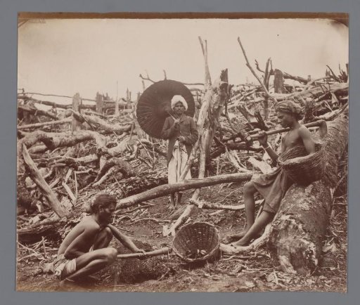 Searching for cinchona, India