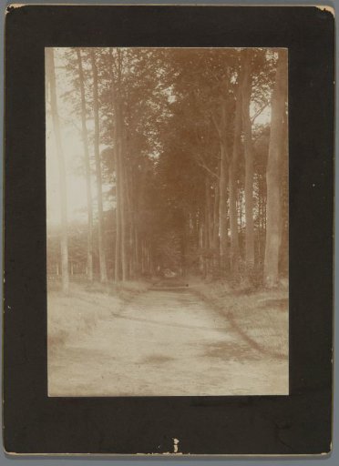 View of the tree-lined avenue at Rustenhoven