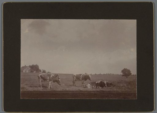 Cows in the Pasture