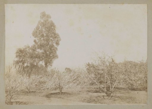 View of a landscape with planted trees