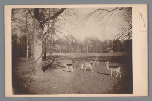 Deer in Sonsbeek Park in Arnhem