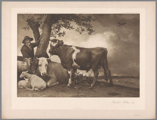 Photographic reproduction of the painting The Bull by Paulus Potter, coll. Mauritshuis