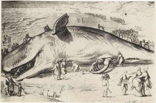 Stranded whale near Wijk aan Zee, 1601