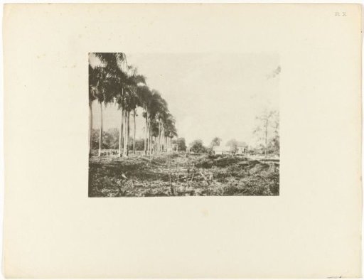 Abandoned plantation being used again, Suriname