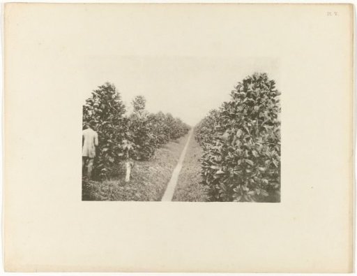 Liberia coffee plants on plantation Voorburg, Suriname
