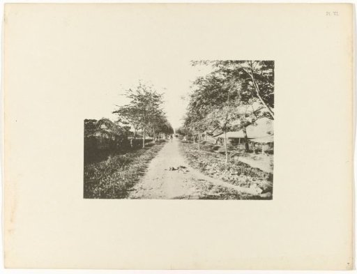 Tamarind avenue on plantation Mariënburg, Suriname