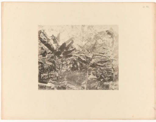 Cocoa trees, Suriname