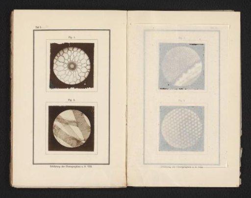 Respiratory Tubes of the Silkworm
