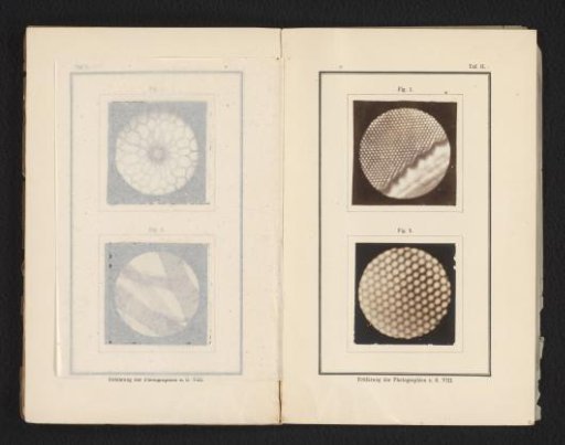 Diatoms, Magnified 3600 Times