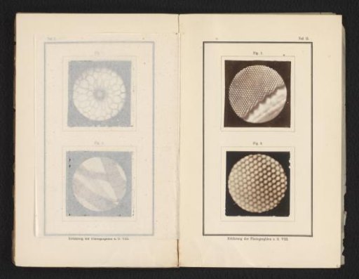 Diatoms, Magnified 8750 Times