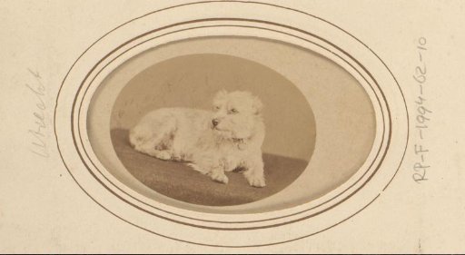 Portrait of a dog