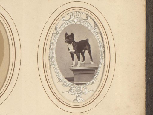 Portrait of a dog