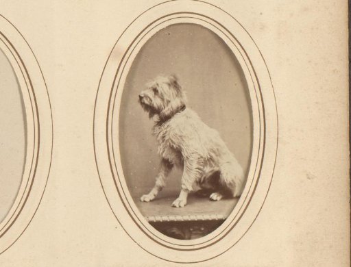 Portrait of a dog
