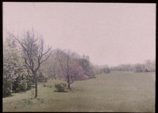 Landscape with Trees and Grass