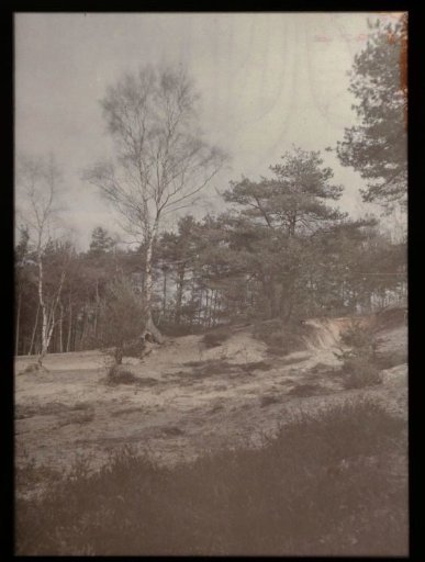 Landscape with Sand Dunes and Forest