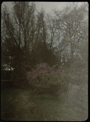 Landscape with Trees and a Flowering Shrub