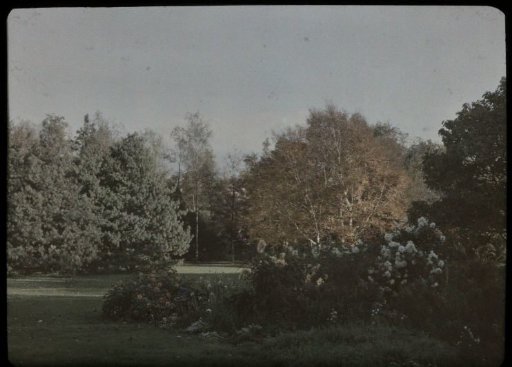 Landscape (Park or Garden) with Trees and a Flowering Shrub