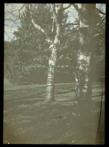 Two Birches