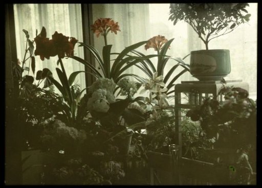 Flowers and Plants Before a Window