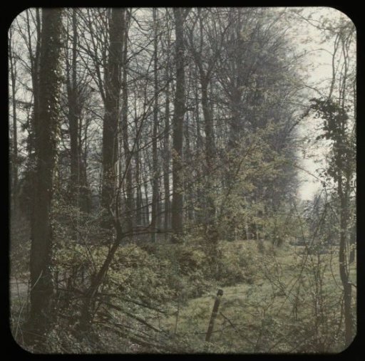 View in a Forest