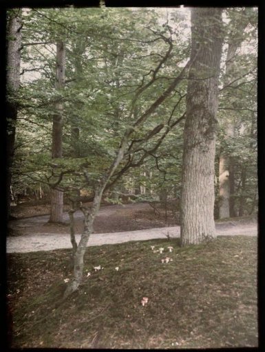 View in a Forest, with Mushrooms in the Foreground