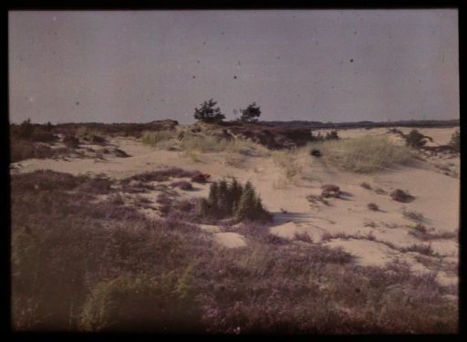 View of a Sand Dune, with Heath in the Foreground